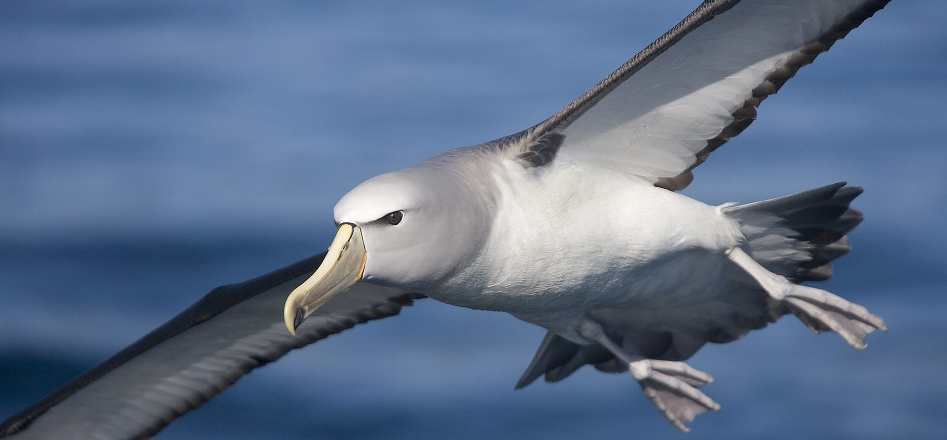 albatross-encounter-new-zealand-in-depth